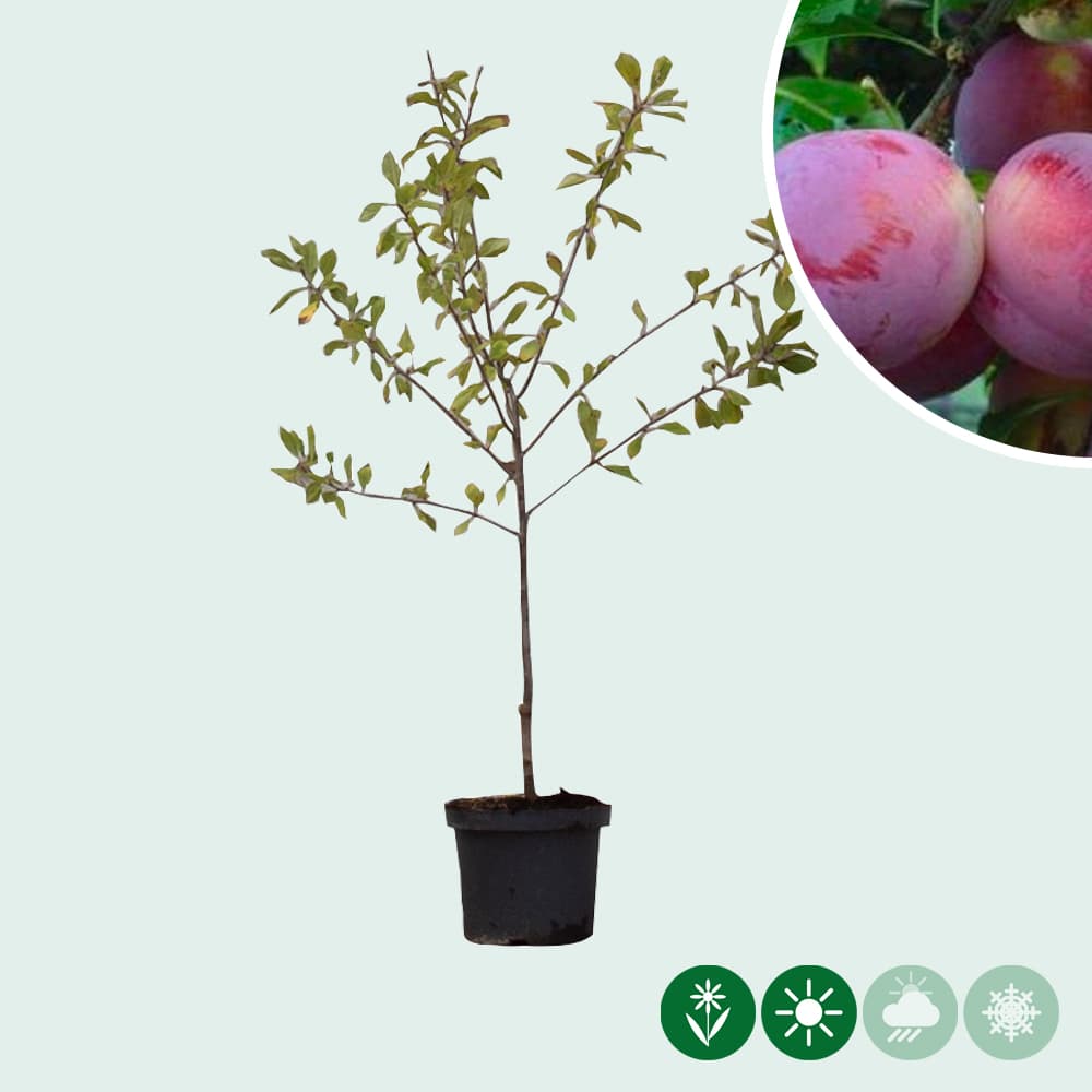 Zoete pruim 'Reine Claude d'Althan'