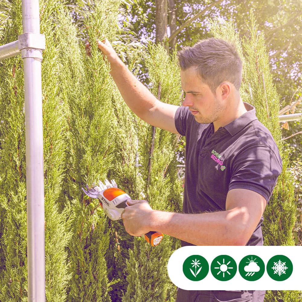 Italiaanse cipresboom 80 cm