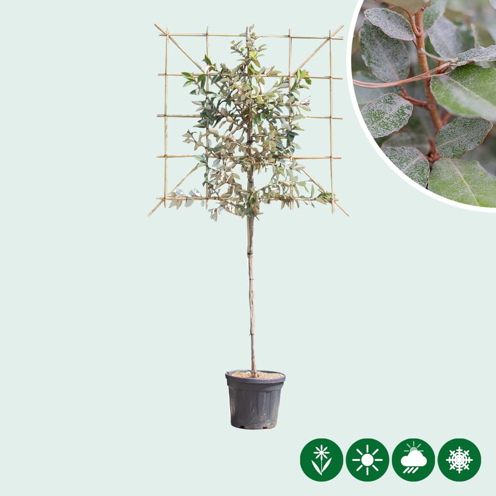 Olijfwilg leiboom 120 cm