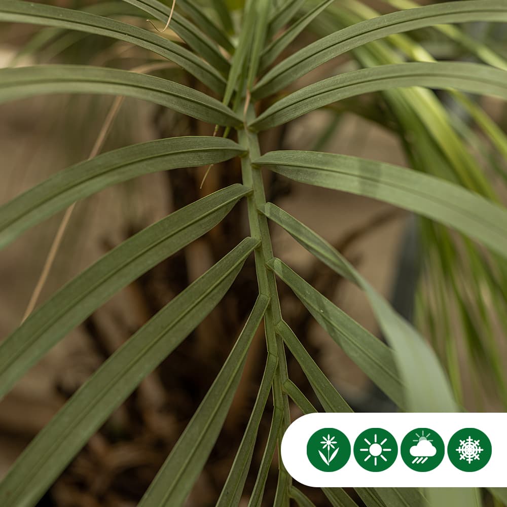 Geleipalm 15 cm stamhoogte