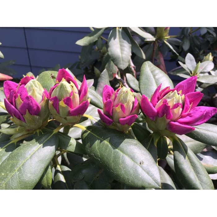 Rhododendron Roseum elegans