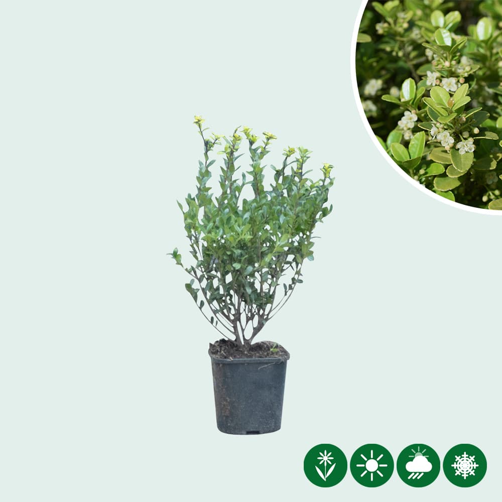 Japanse hulst haag 30 cm