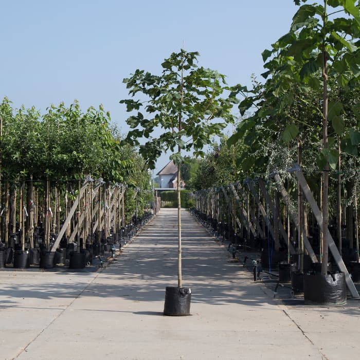 Rode paardenkastanje 2