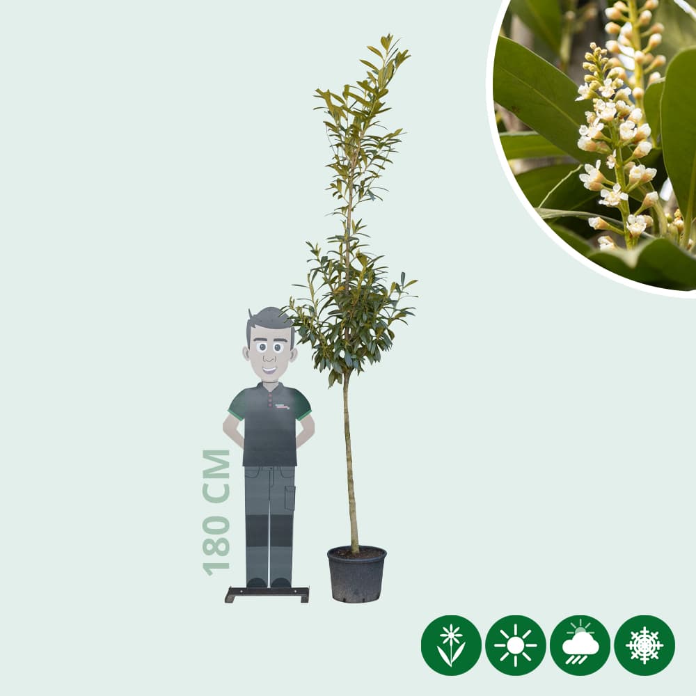 Laurierkers hoogstam 200 cm