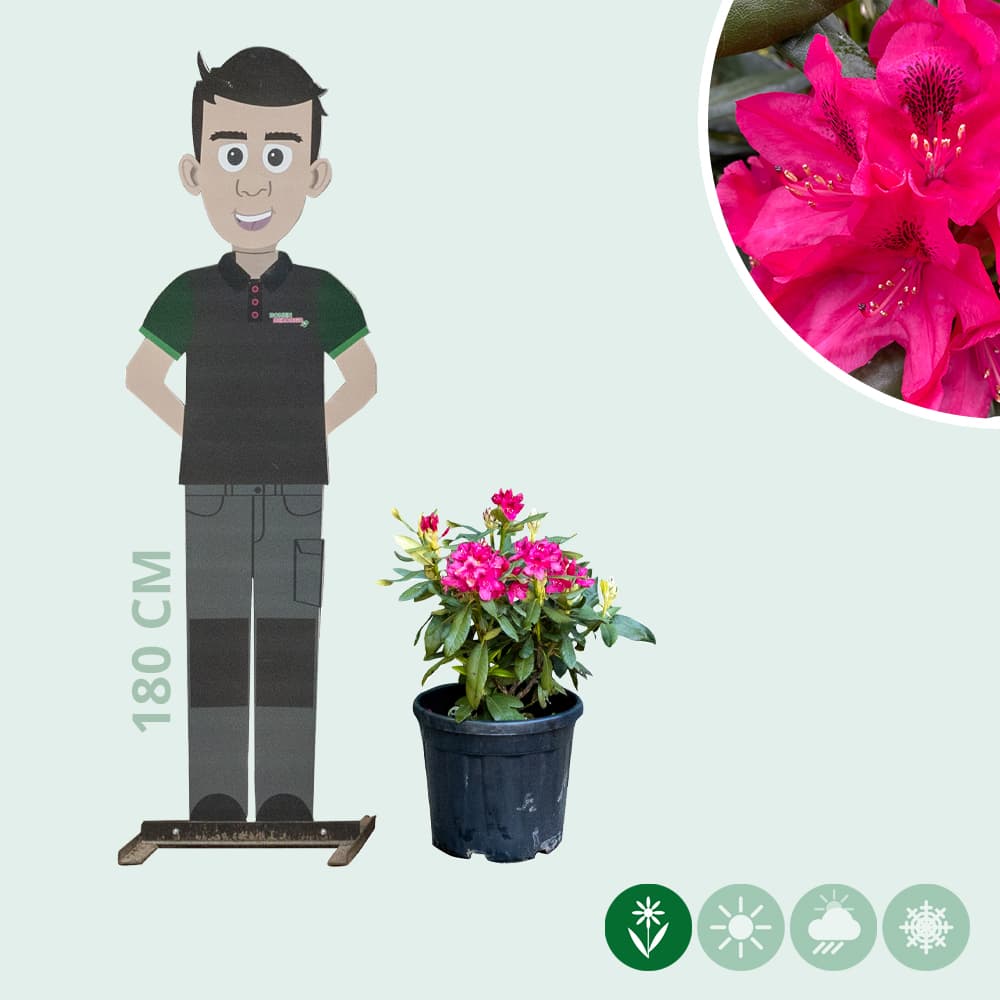 Rhododendron Nova Zembla