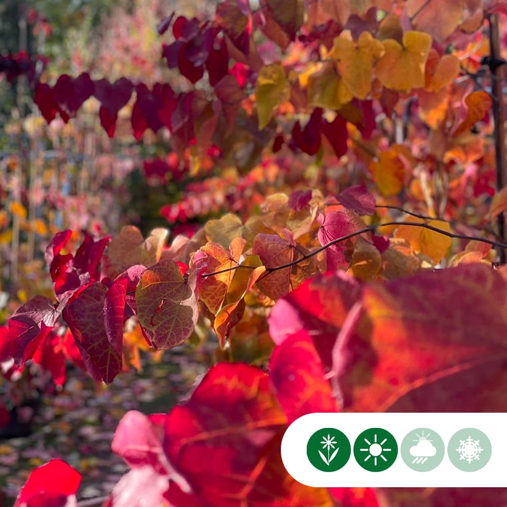 Judasboom 'Eternal Flame' leiboom 100 cm