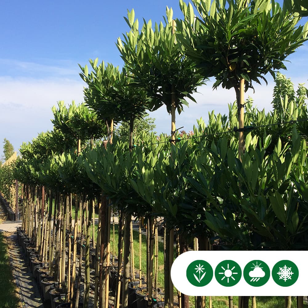 Bol laurier Otto Luyken 120 cm stamhoogte