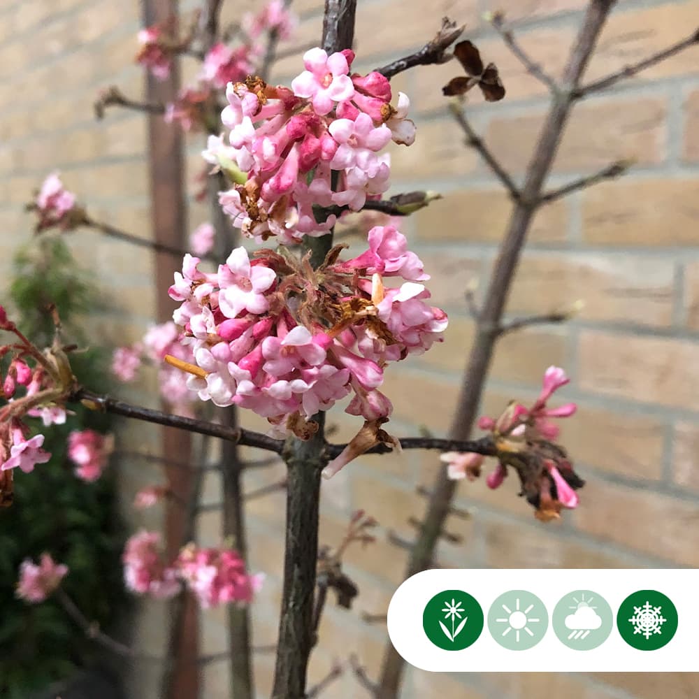 Sneeuwbal meerstammig