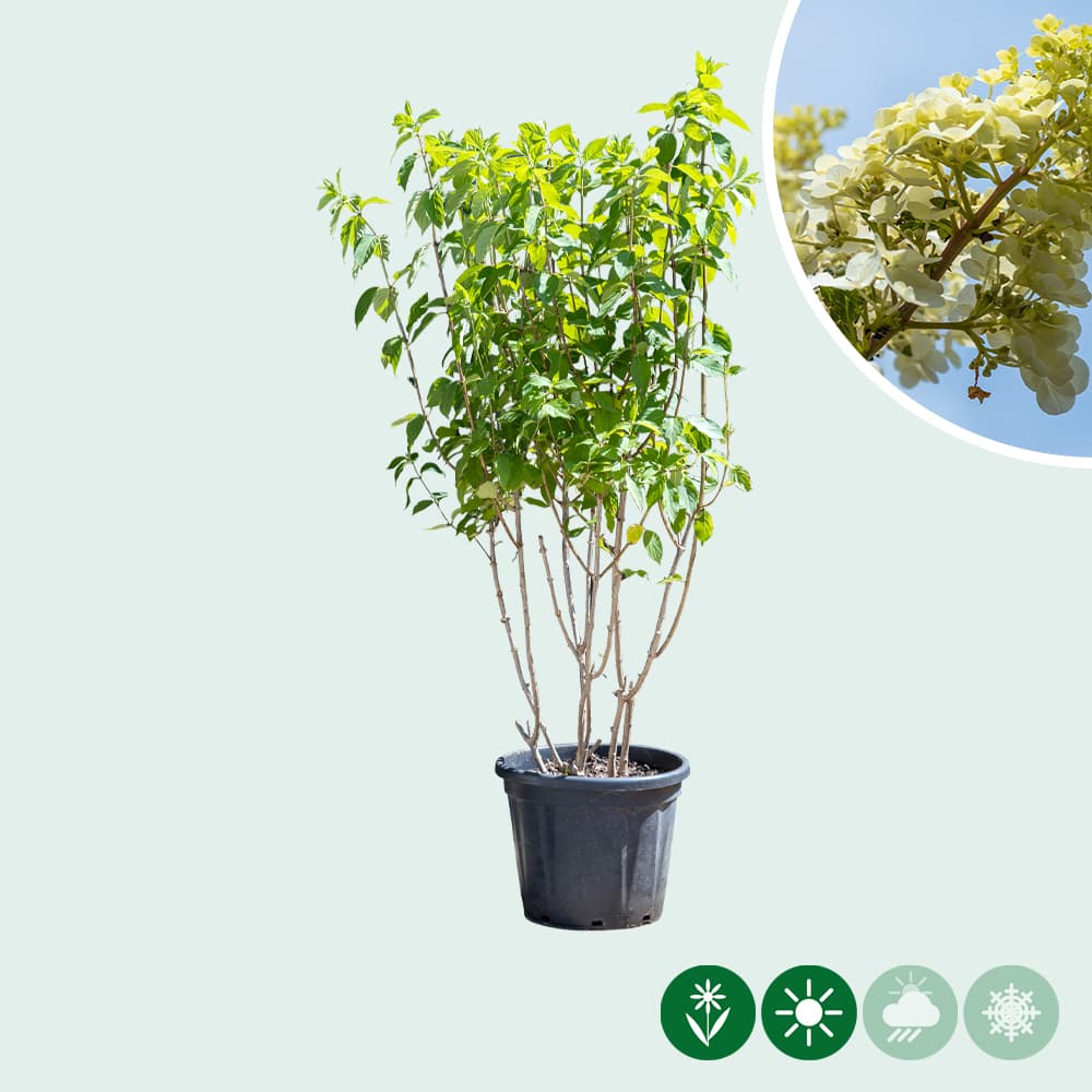 Hortensia 'Limelight' meerstammig