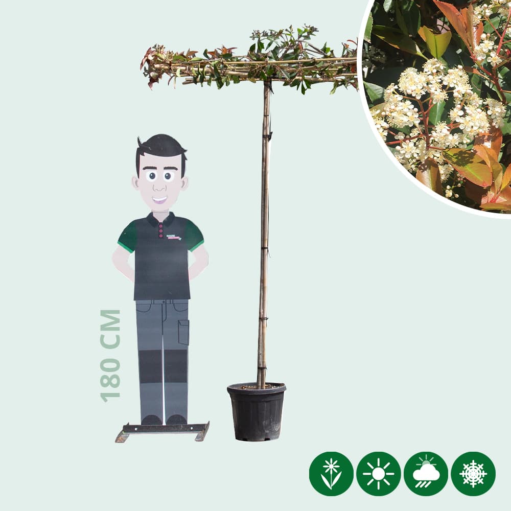 Dakphotinia 200-220 cm stamhoogte