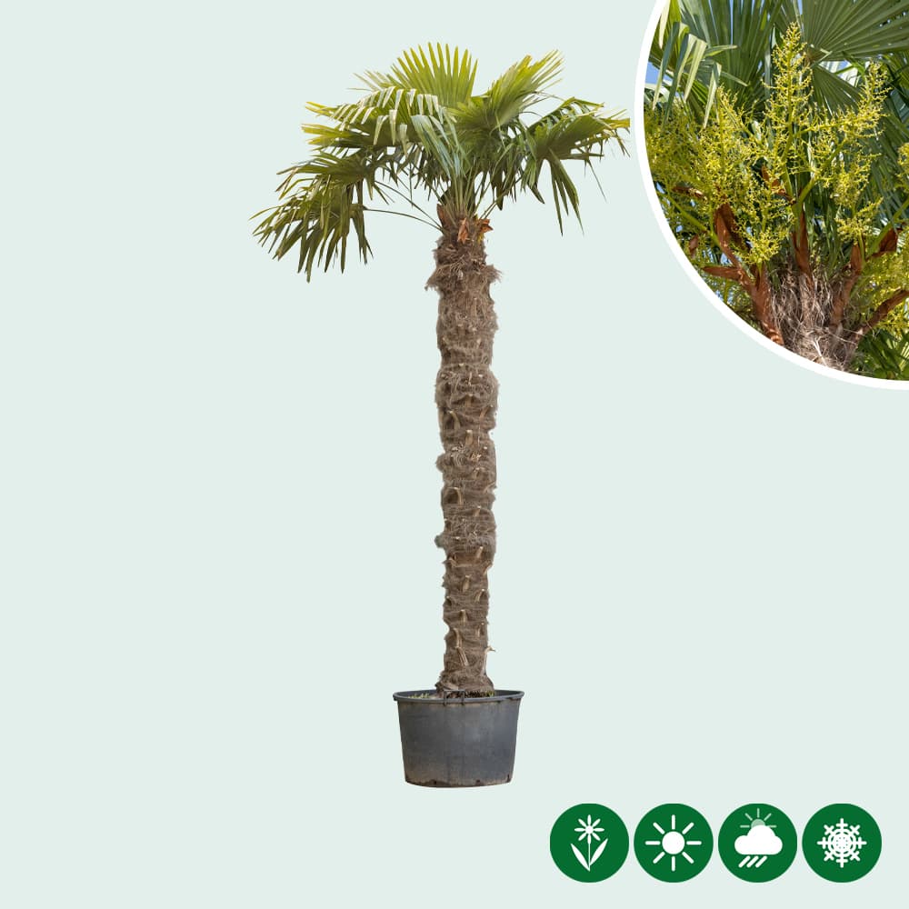 Chinese waaierpalm 2