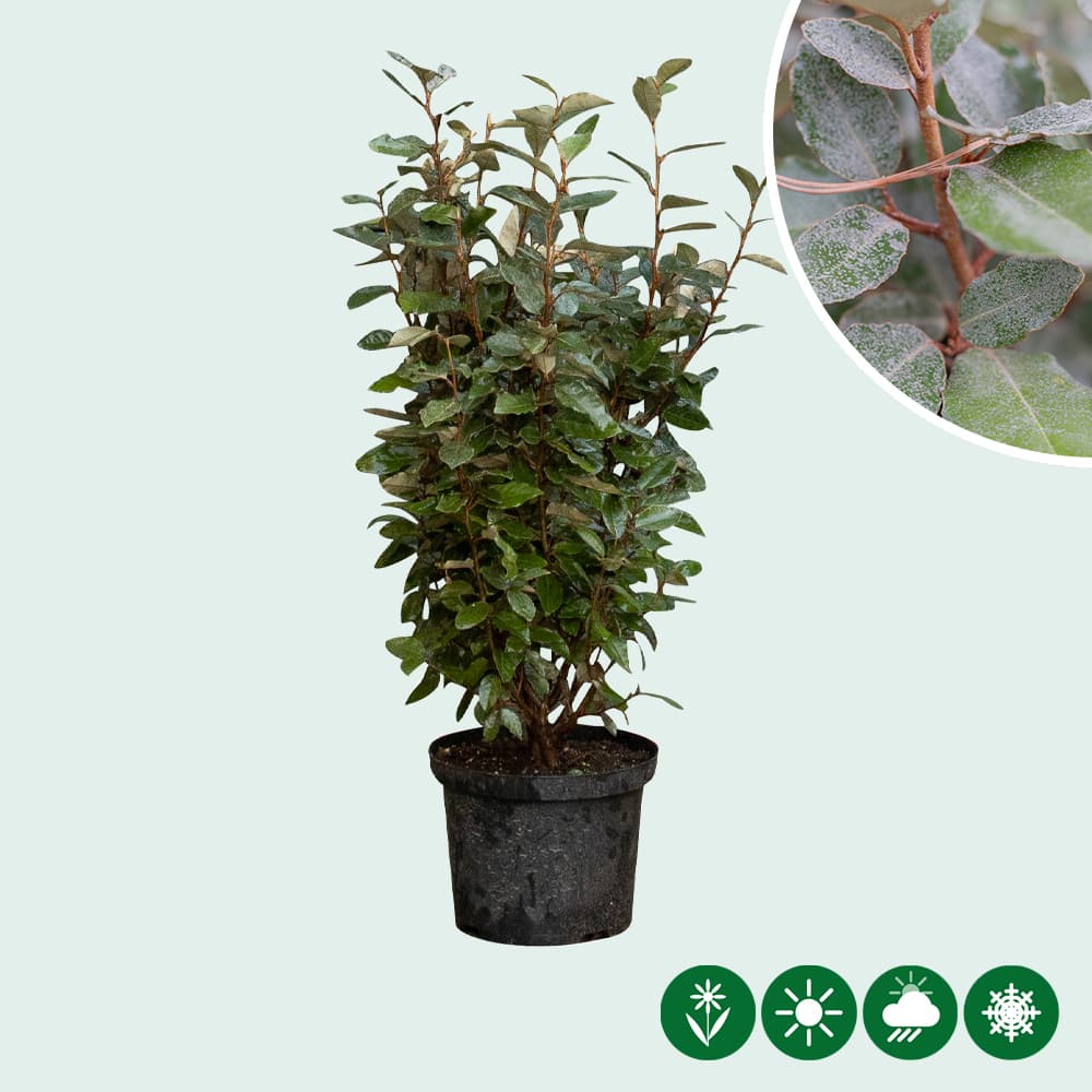 Olijfwilg haag 60 cm