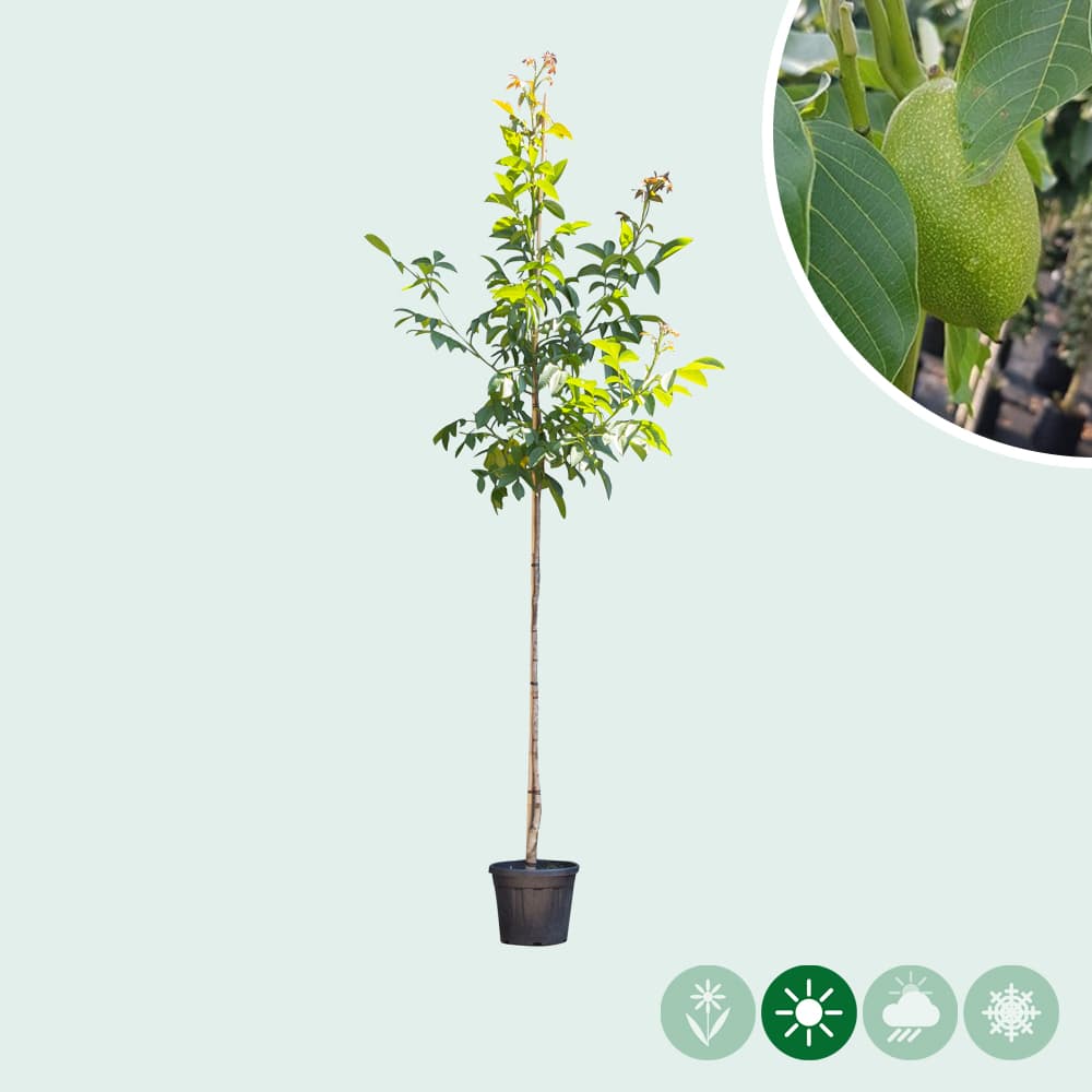 Juglans regia 'Lange van Lod'