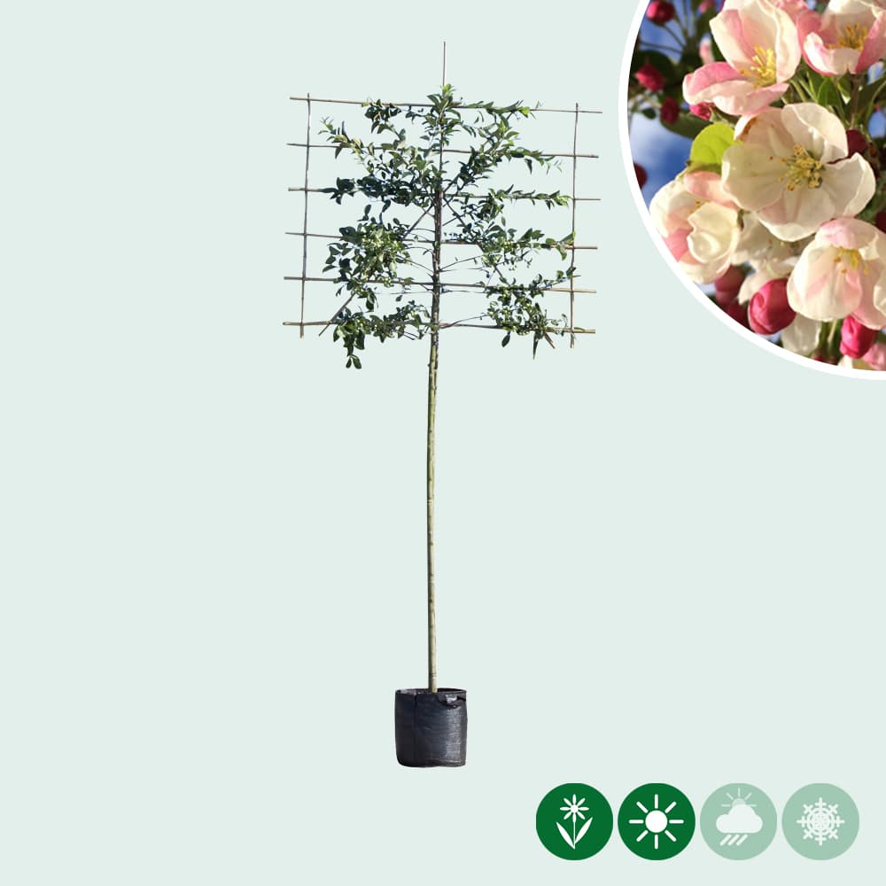 Malus 'Red Sentinel' leiboom