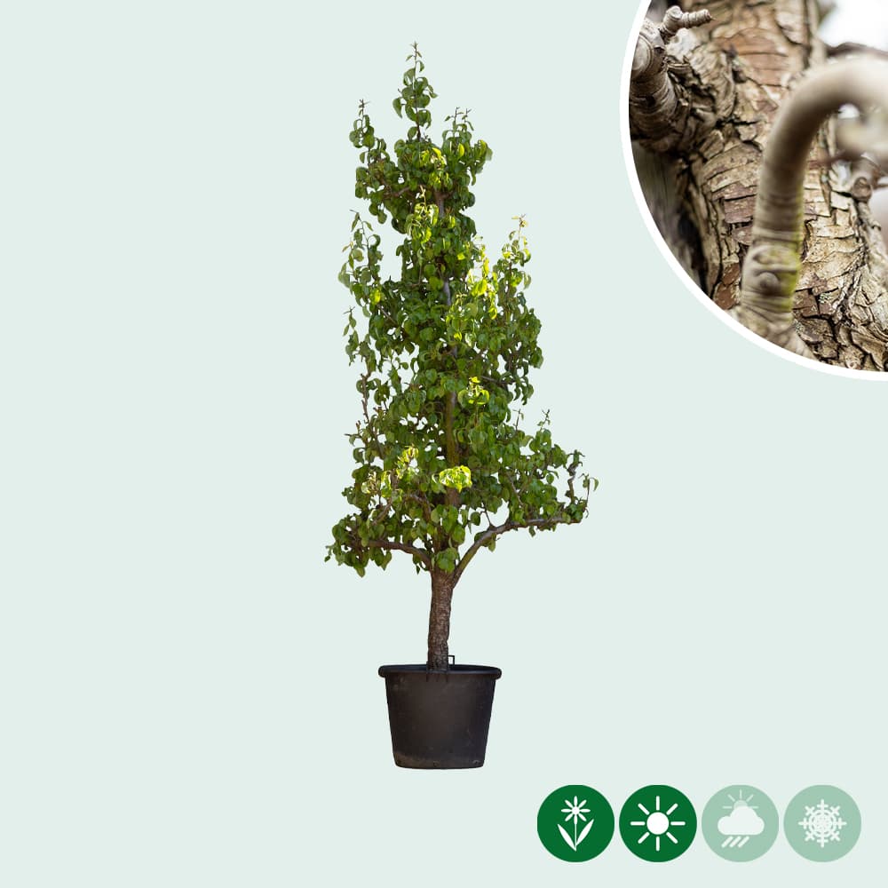 Oude perenboom 'Conference'