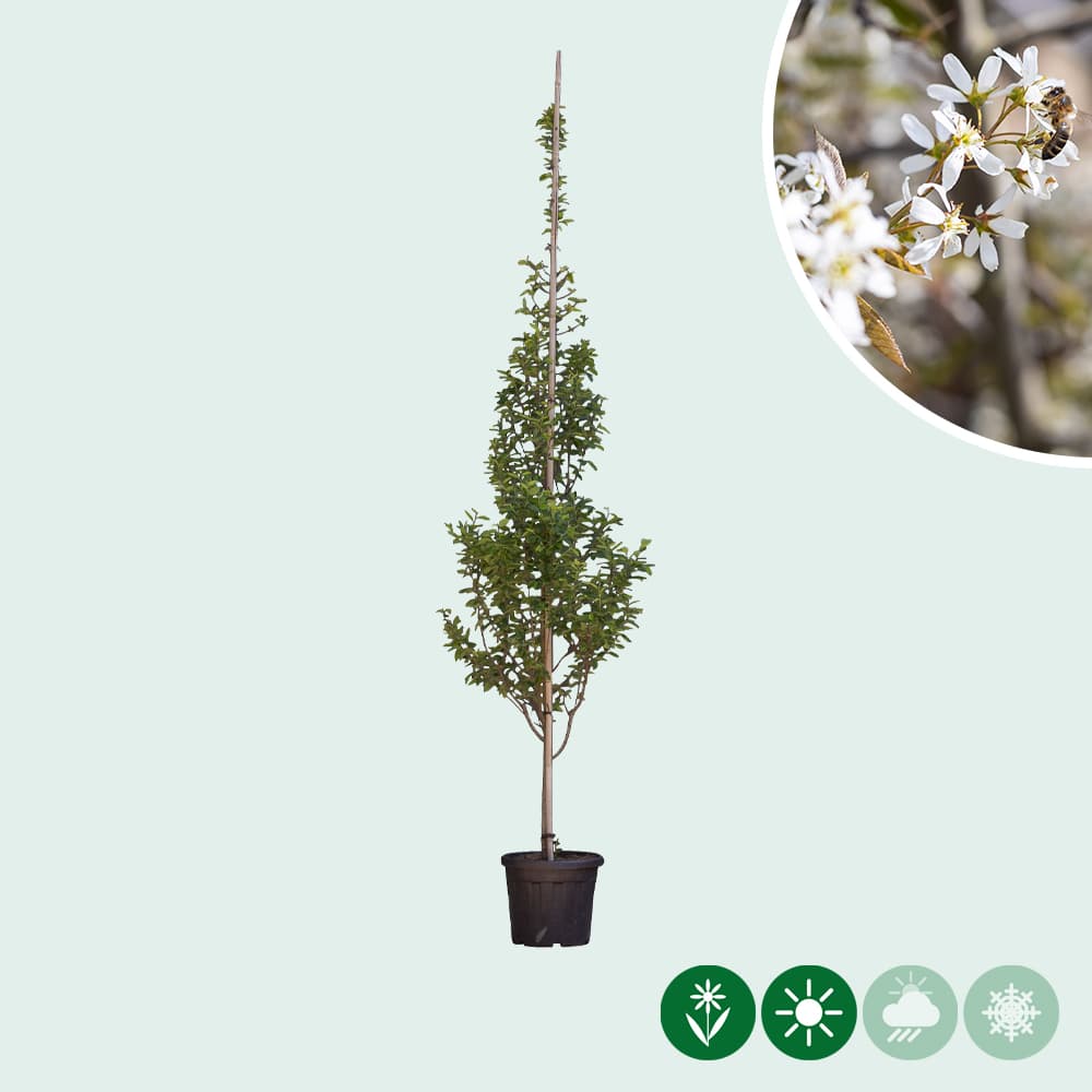 Zuil krentenboom (laagstam)