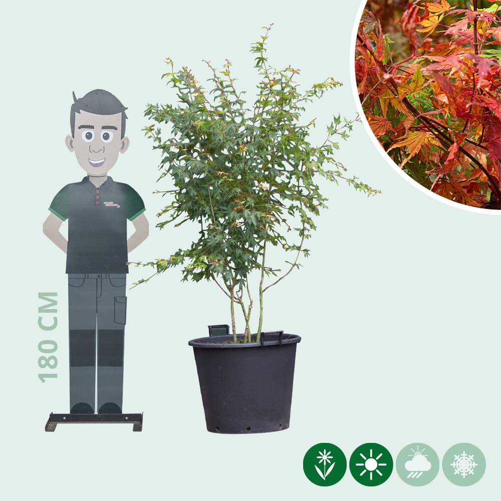 Gewone Japanse esdoorn