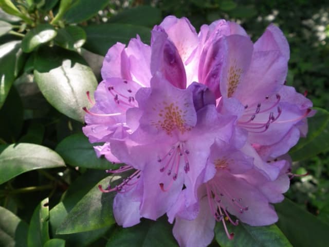 Rhododendron Catawbiense grandiflorum