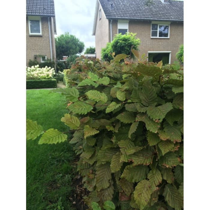 Gewone haagbeuk 40 cm