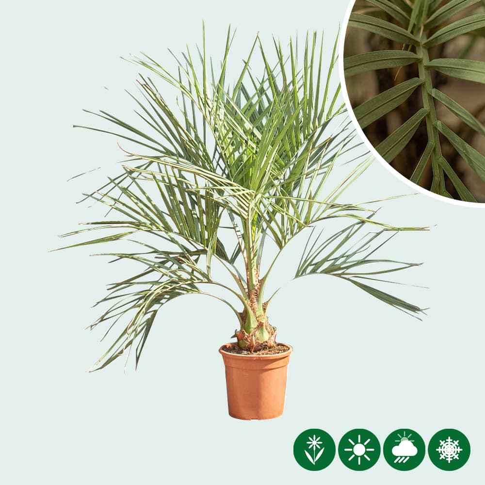 Geleipalm 15 cm stamhoogte