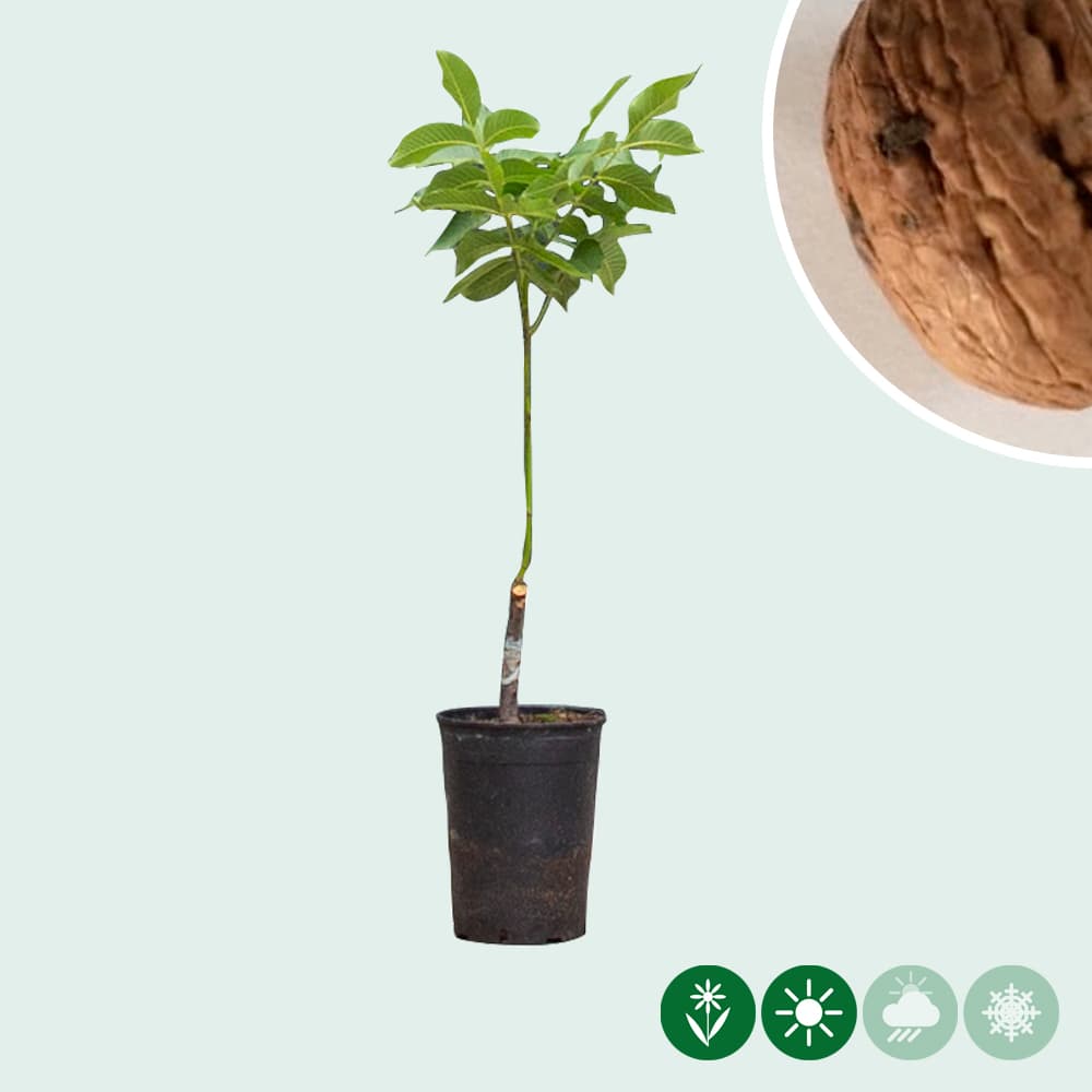 Juglans regia 'Rote Donaunuss'