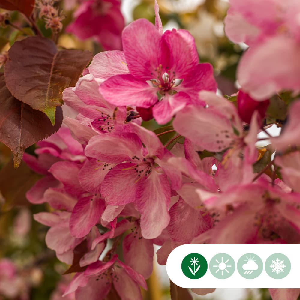 Roodbladige sierappel