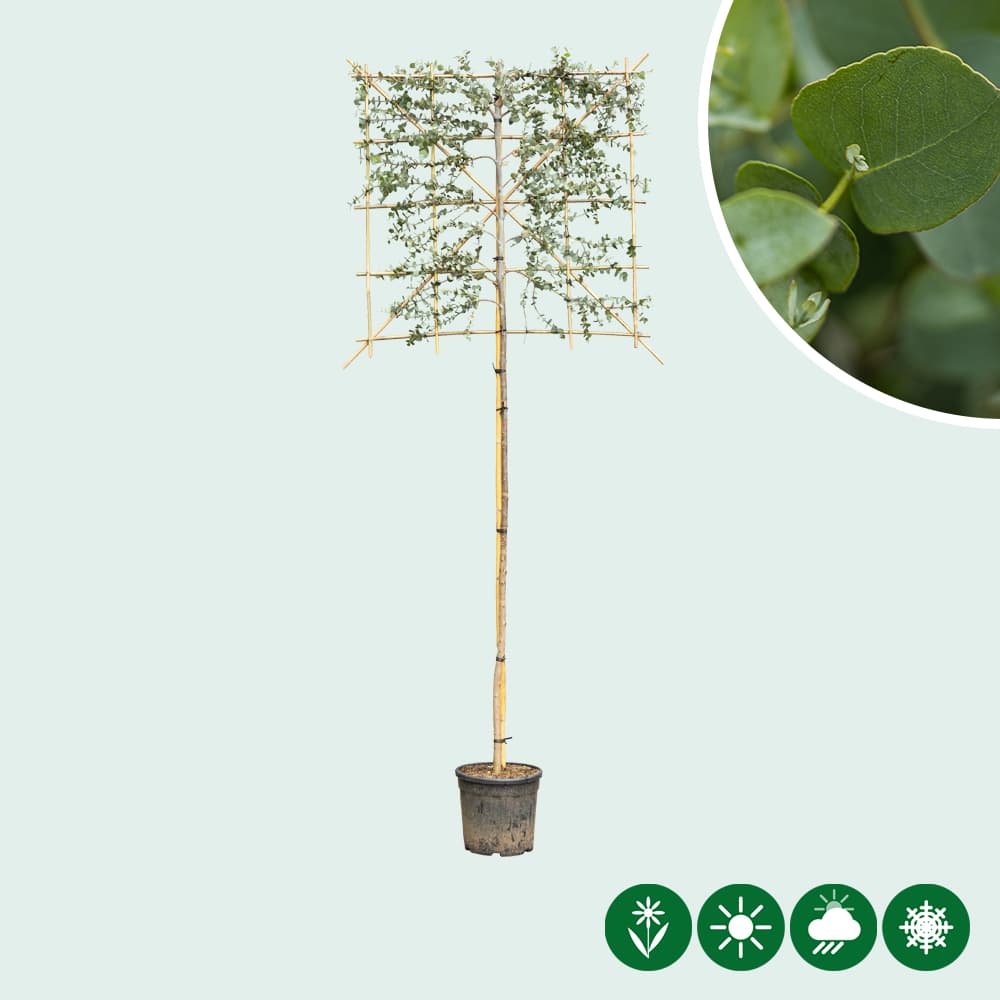 Gomboom leiboom 180 cm