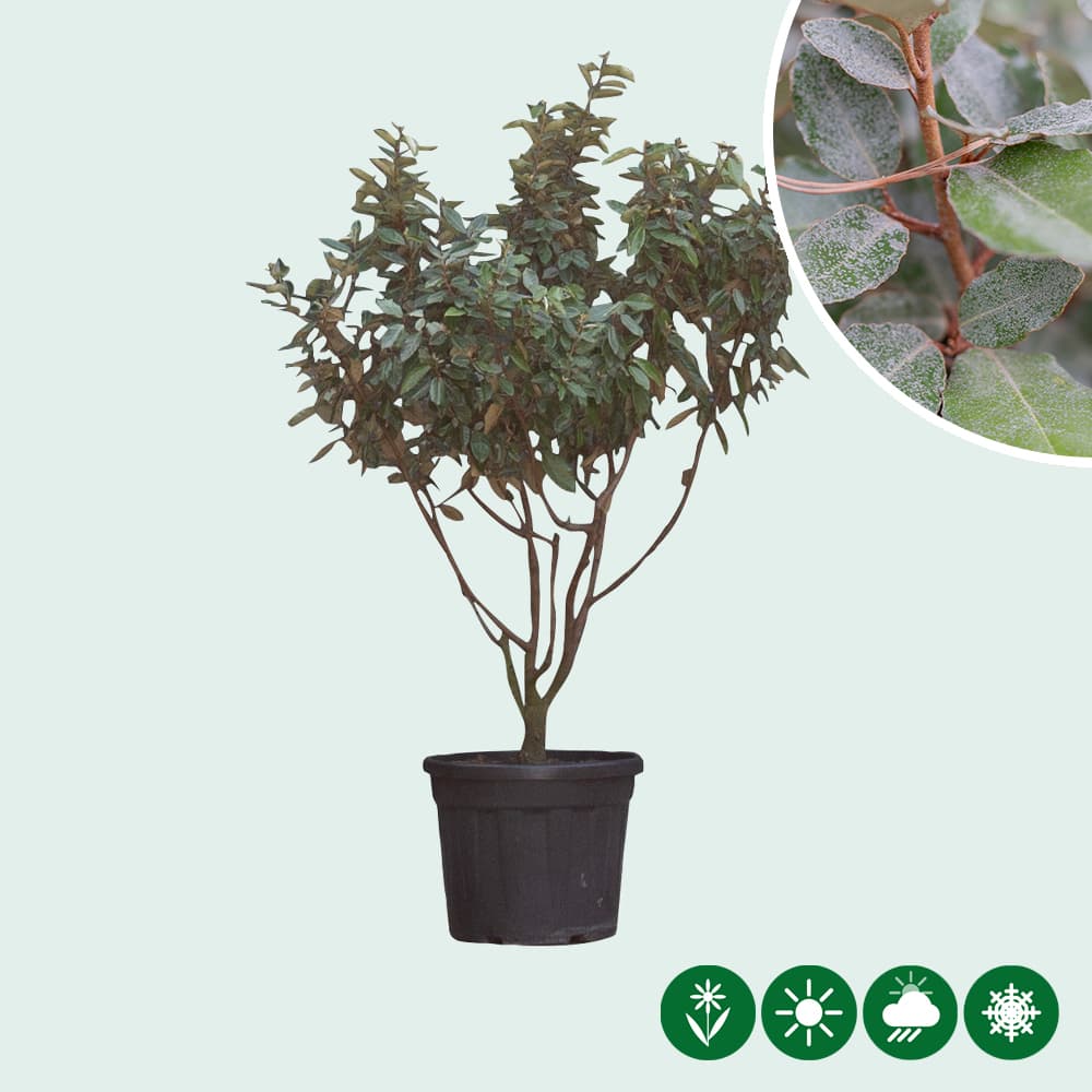 Olijfwilg meerstammig