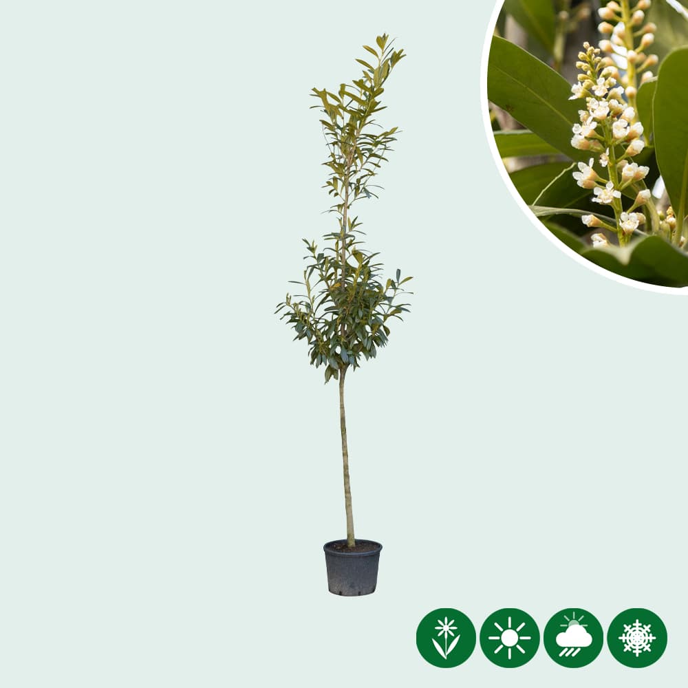 Laurierkers hoogstam 200 cm