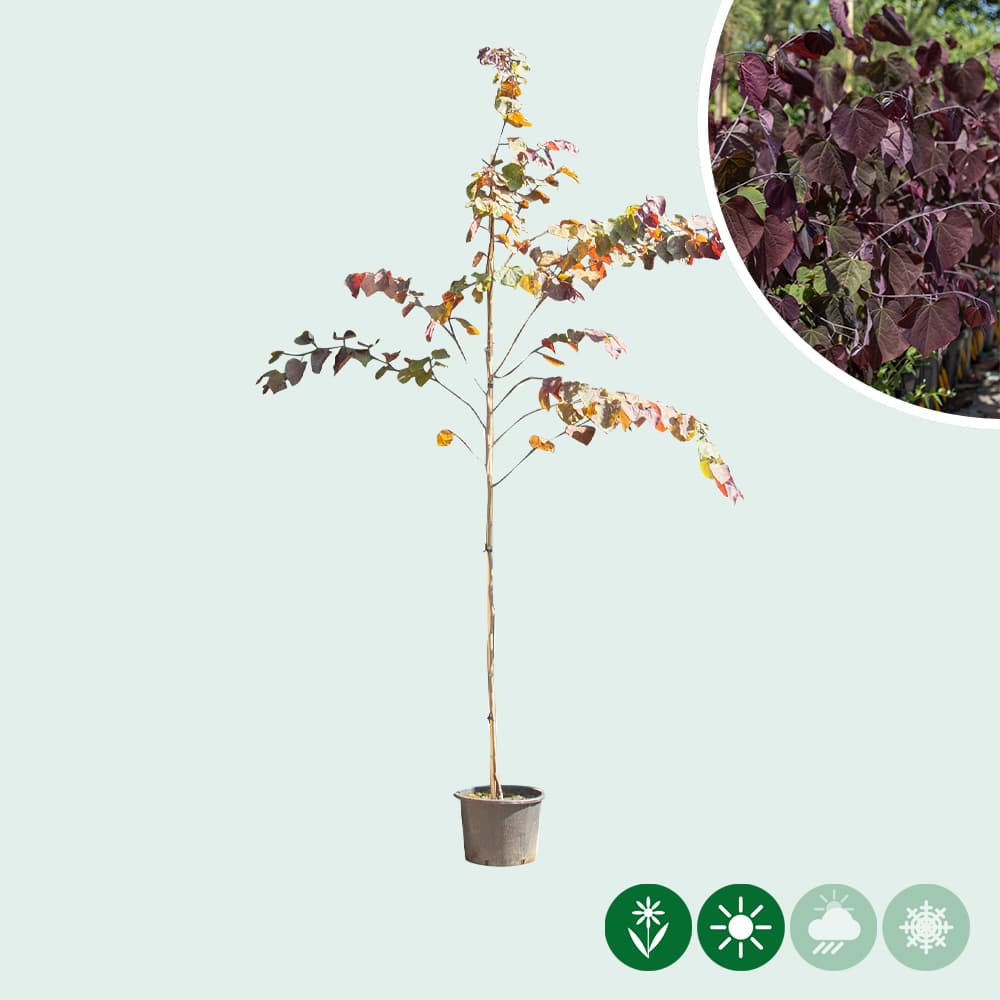 Judasboom 'Forest Pansy' hoogstam