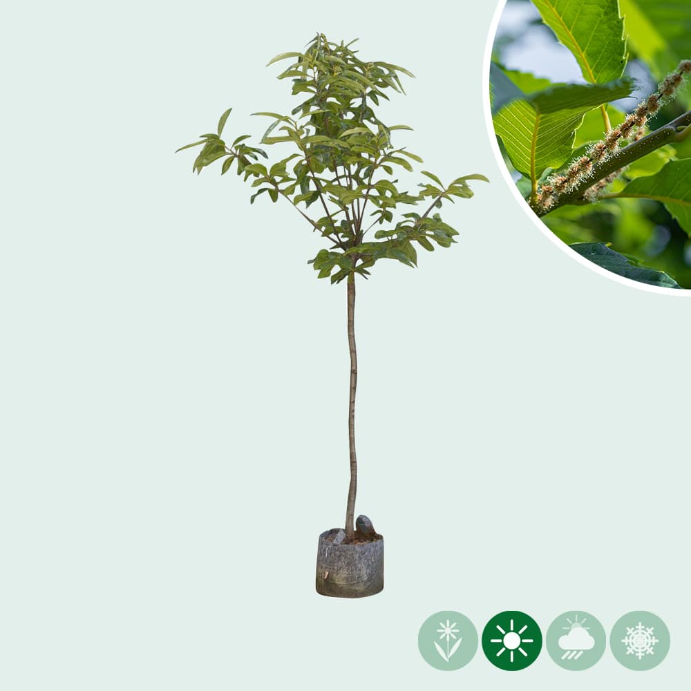 Tamme kastanje Dorree de Lyon