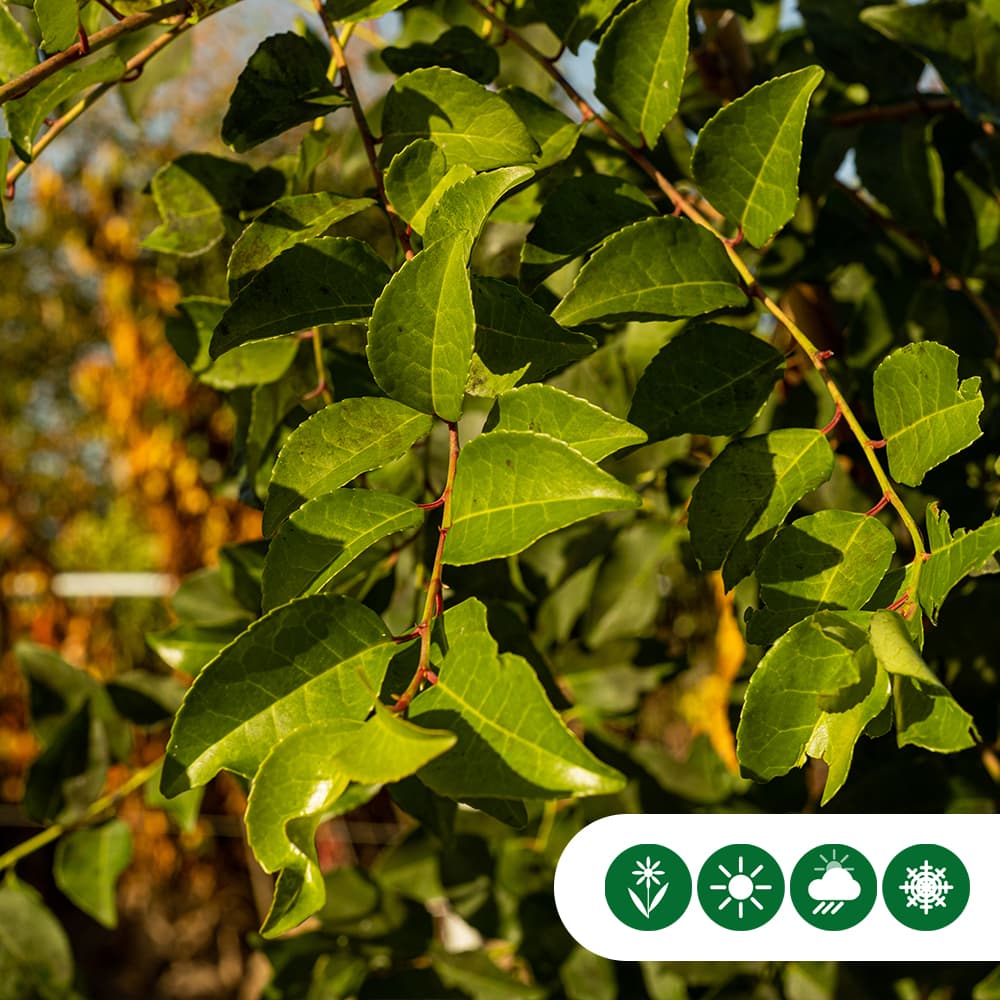 Portugese laurier 'Tico' hoogstam