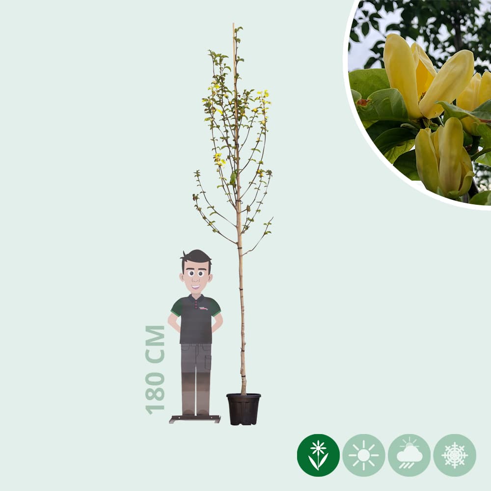 Magnolia 'Yellow Bird'