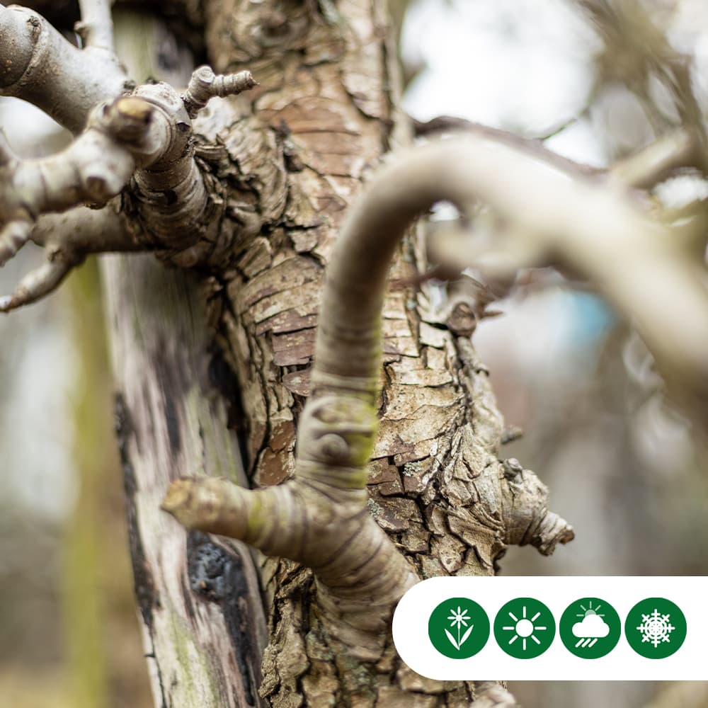 Oude perenboom 'Conference'