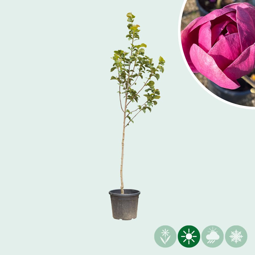 Magnolia Black tulip