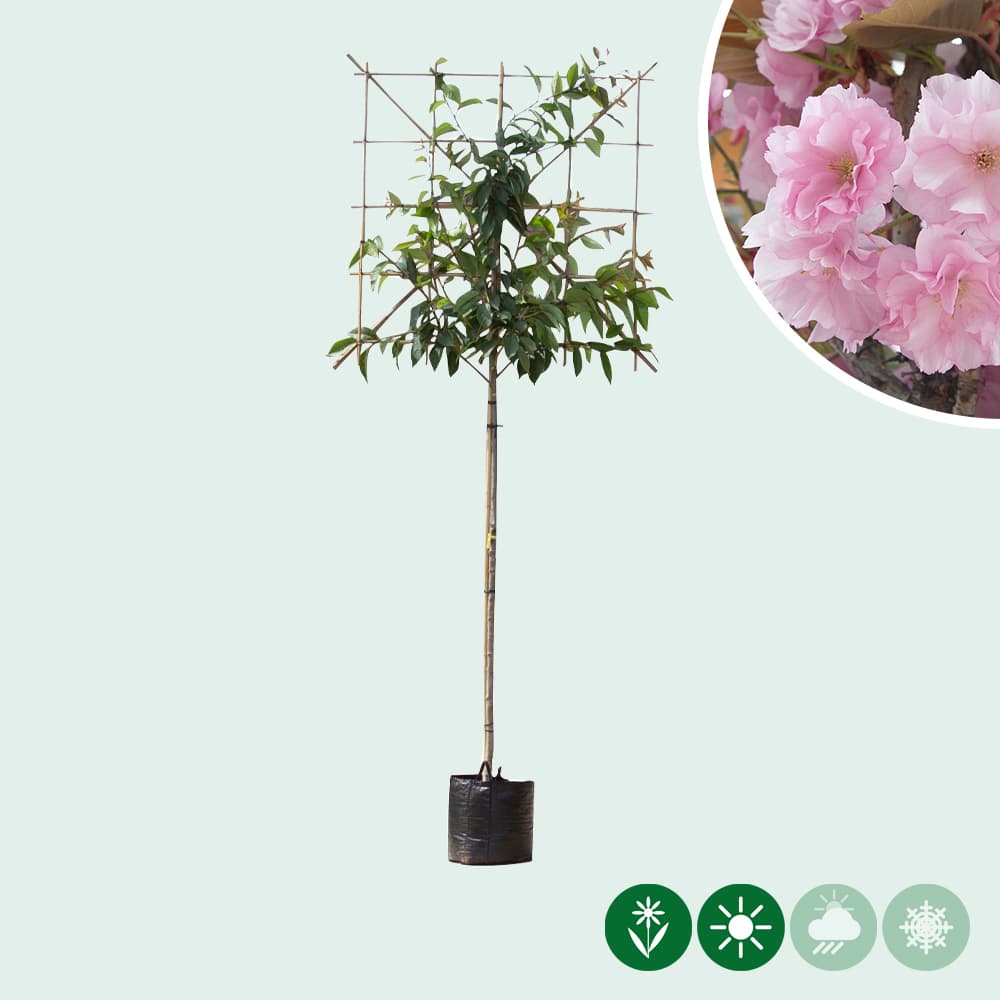 Japanse sierkers leiboom 150 cm