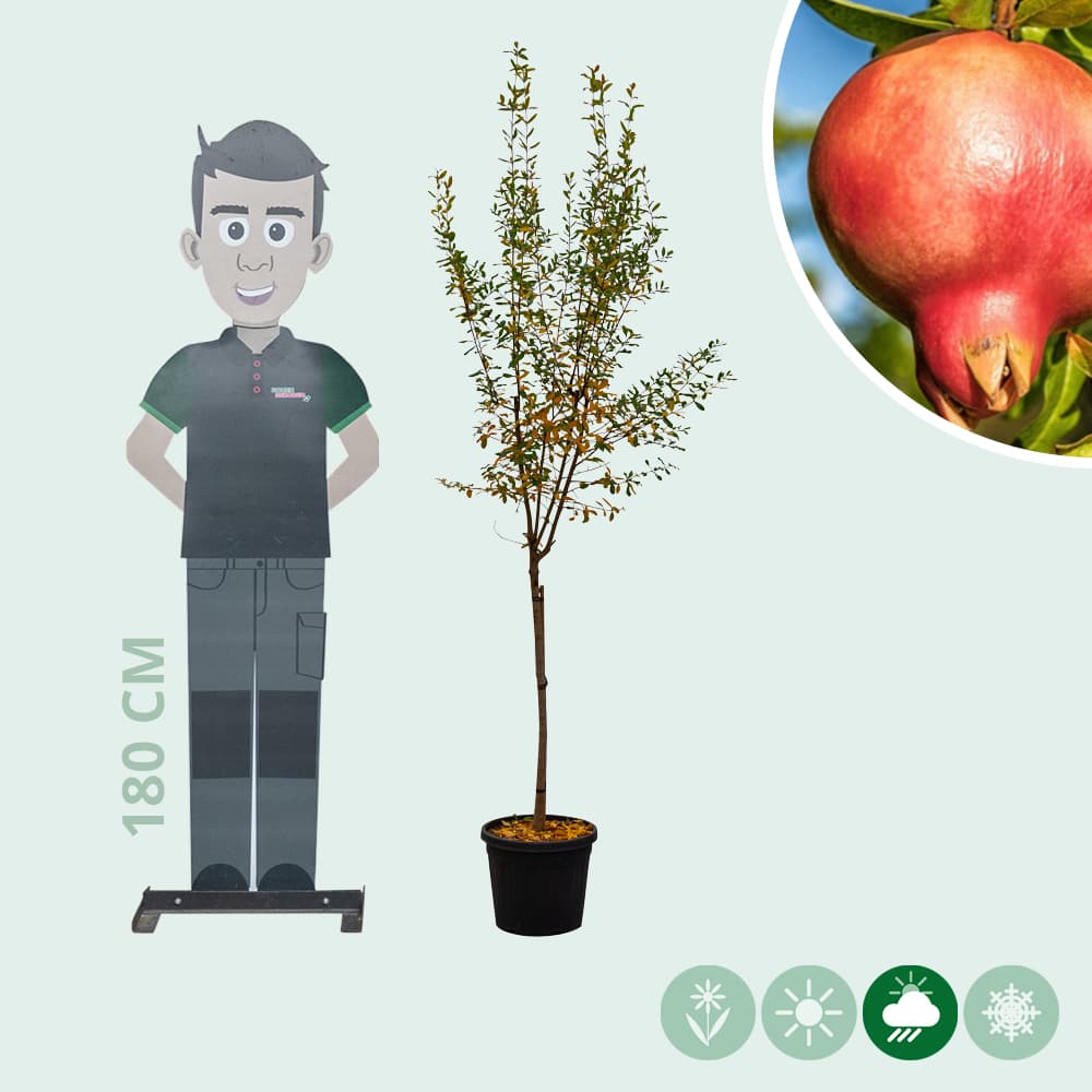 Granaatappelboom 'Fina Tendral'