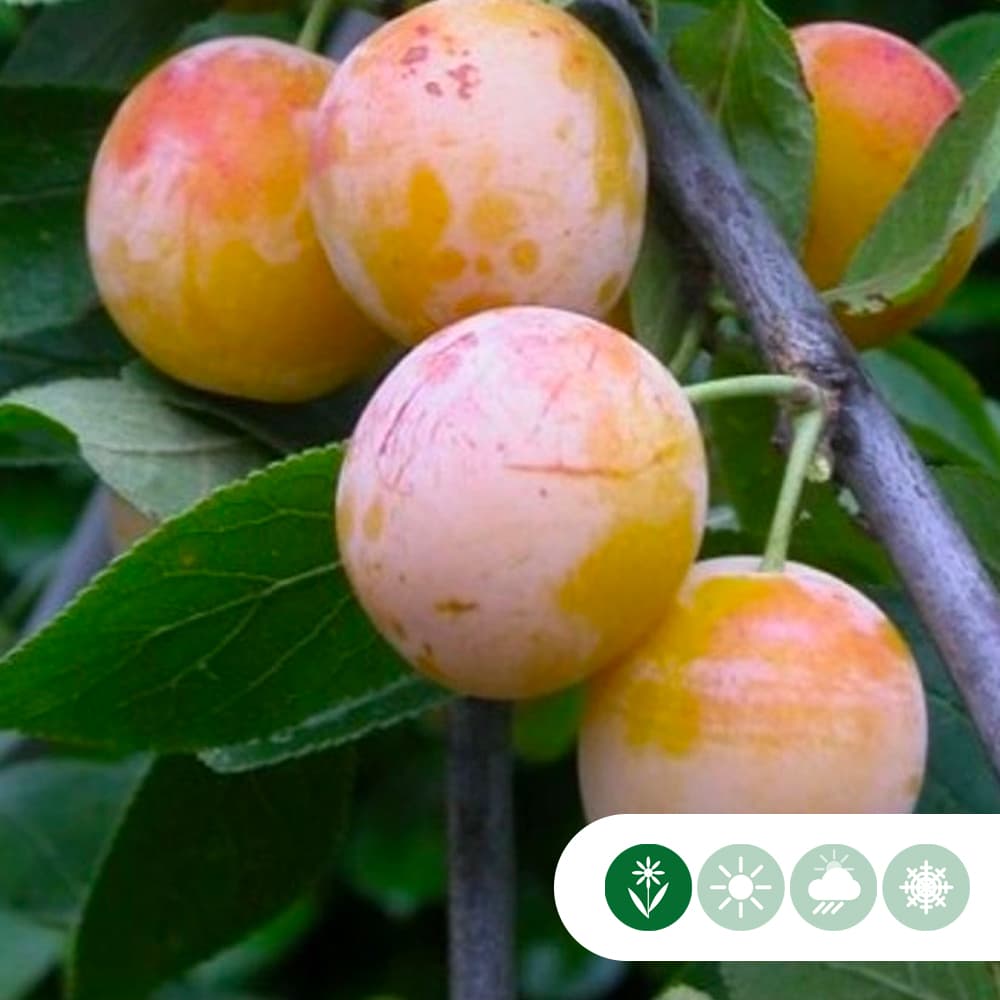 Zoete pruim 'Mirabelle de Nancy'