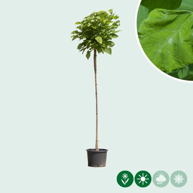 Bolcatalpa 120 cm stamhoogte