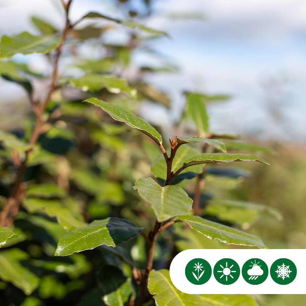 Olijfwilg haag 60 cm