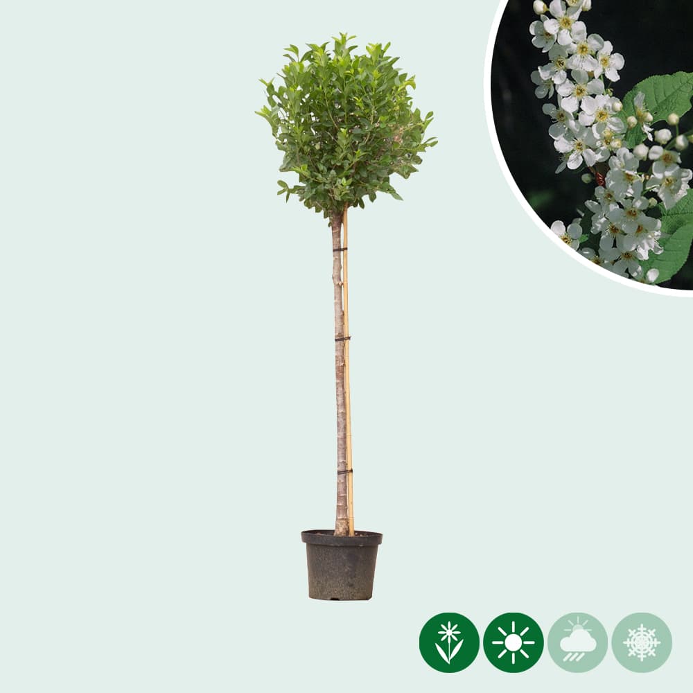 Bol sierkers 120 cm stamhoogte