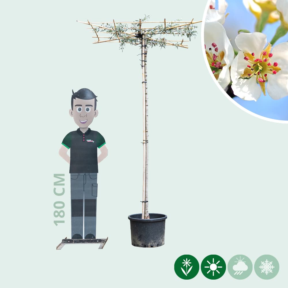 Daksierpeer 200-220 cm stamhoogte