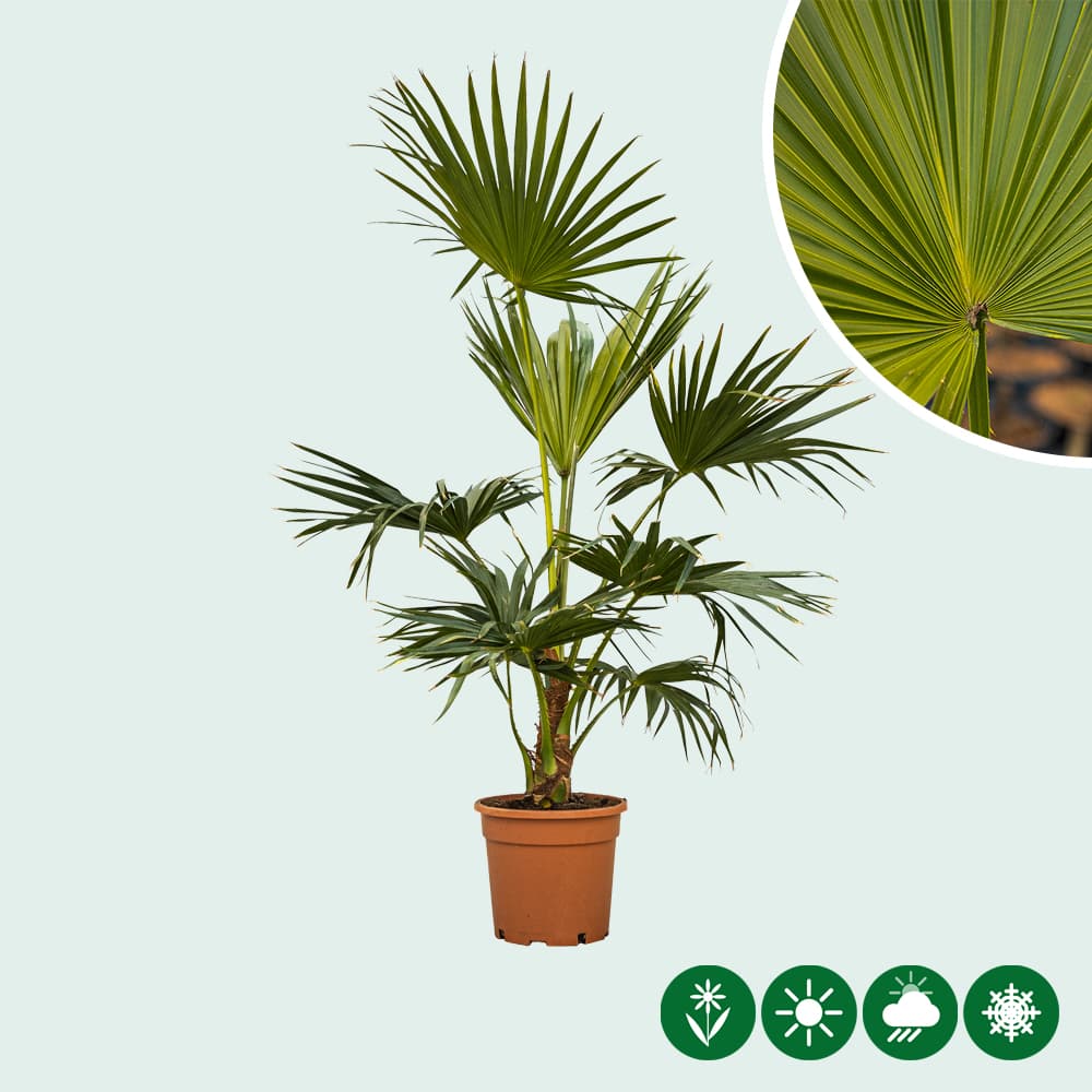 Schermpalm totaalhoogte 100-120 cm