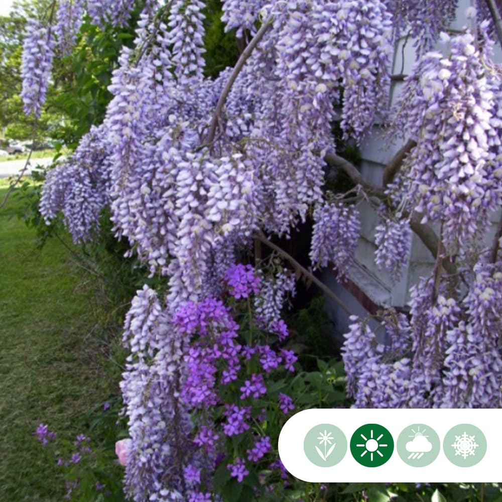 Blauwe regen als dakboom 180 cm stamhoogte