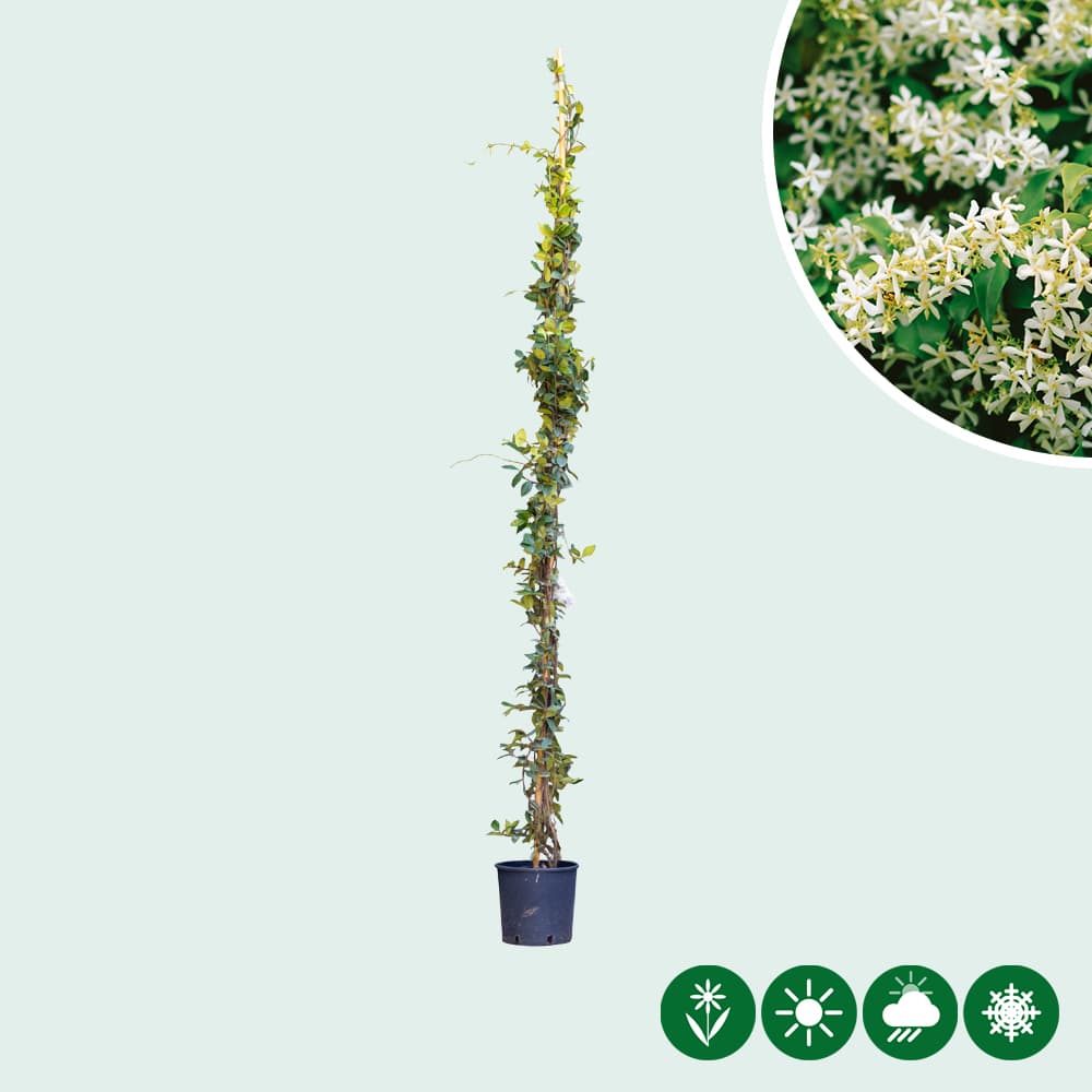 Witte Toscaanse jasmijn