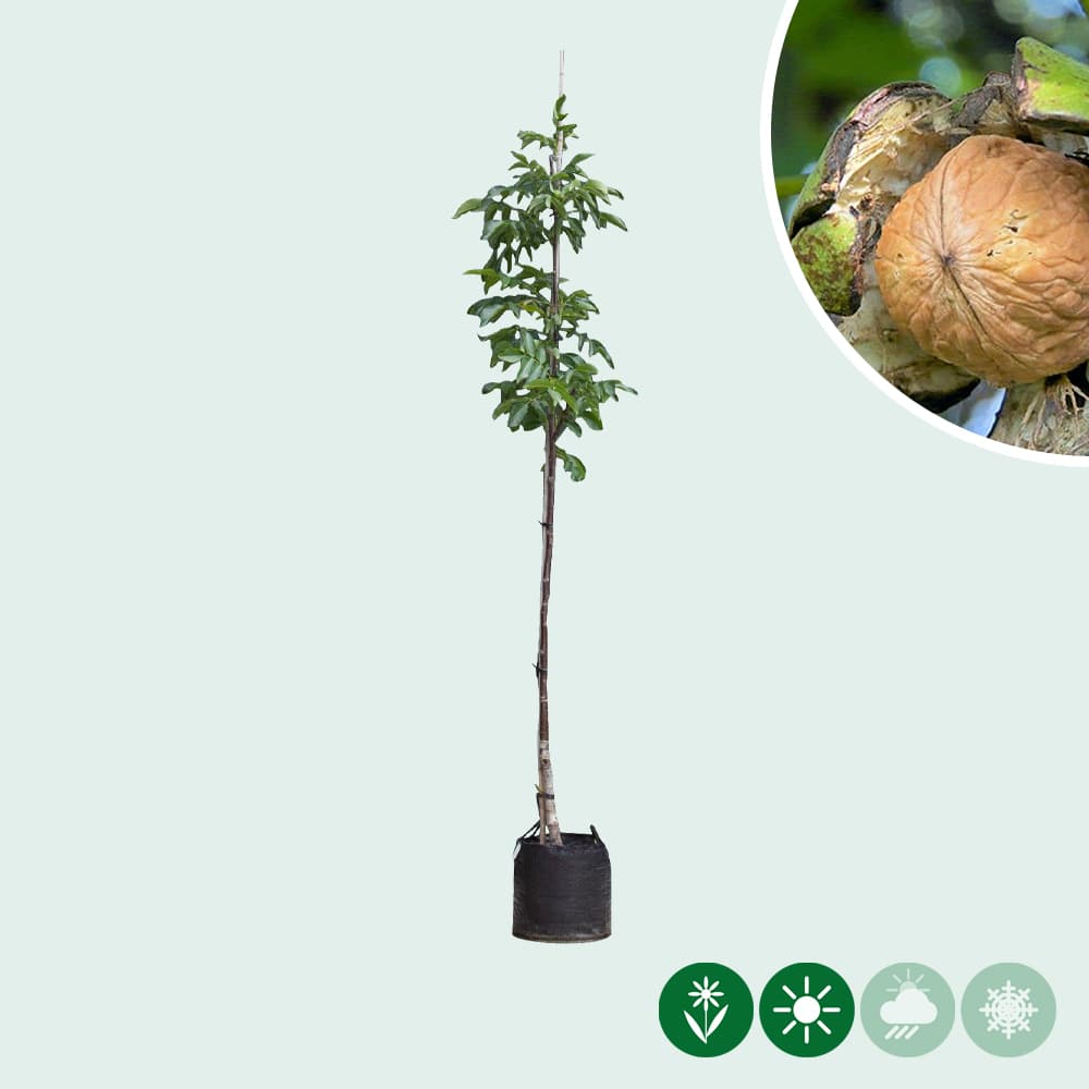 Juglans regia 'Buccaneer'