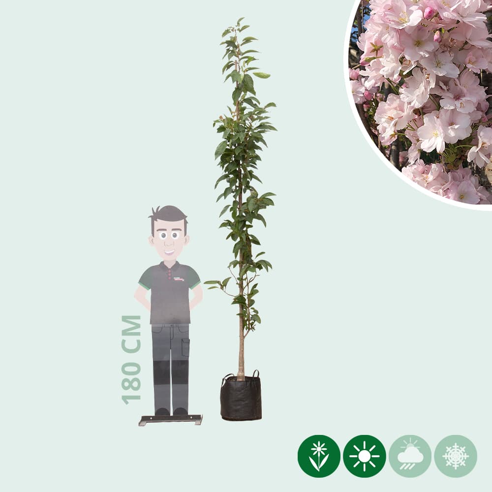 Japanse zuil sierkers