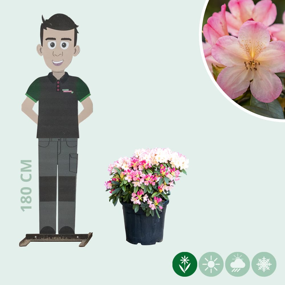 Rhododendron Percy wiseman