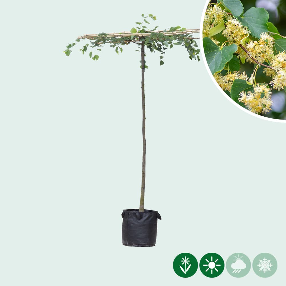 Linde vierkant dak 200-220 cm stamhoogte