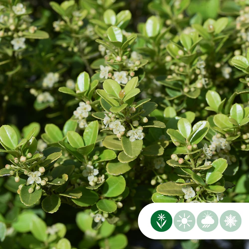 Japanse hulst haag 30 cm